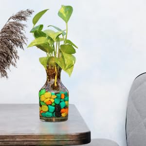 Urban Moon Potpourie Glass Vase, Flower Vase, Vessel, Money Plant Pot For Balcony, Bedroom, Home, Table And Office Decoration (Bottle Shape Pot) - Pack Of 1 Piece, 7.5 Inches, Round, Clear