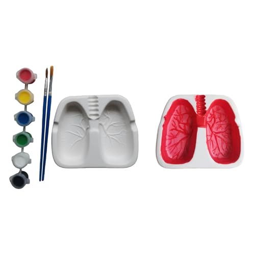 CALANDIS Creative Funny Cigar Ashtray Home Decoration Novelty Gift Lungs Shaped