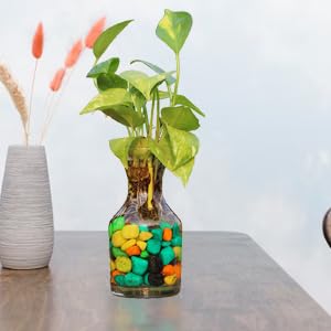 Urban Moon Potpourie Glass Vase, Flower Vase, Vessel, Money Plant Pot For Balcony, Bedroom, Home, Table And Office Decoration (Bottle Shape Pot) - Pack Of 1 Piece, 7.5 Inches, Round, Clear