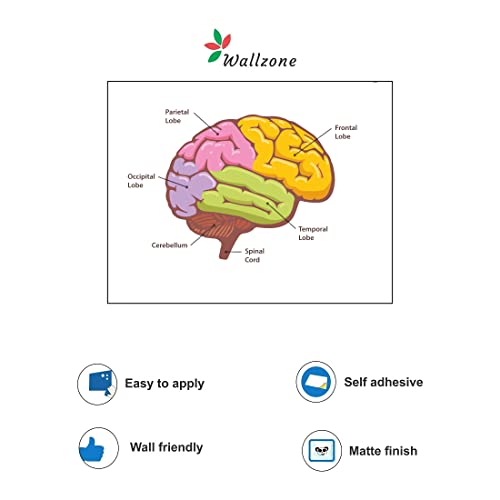 Wallzone Brain Large Vinyl Wallsticker for Home Decoration ( 80 cm x 53 cm)