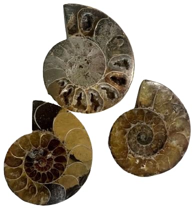 Ancient Echoes Ammonite Fossils Stone - Unveiling The Secrets of Time (3 Pcs)