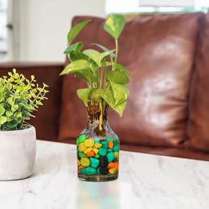 Urban Moon Potpourie Glass Vase, Flower Vase, Vessel, Money Plant Pot for Bedroom, Balcony, Home, Table and Office Decoration (Bottle Shape Pot) - Pack of 2 Piece, 7.5 Inches