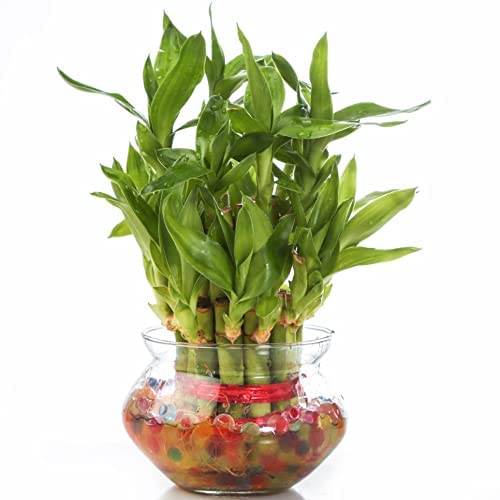 Urban Moon Lucky Bamboo Glass Pot, Mini Flower Vase for Living Room, Dining Table, Indoor Garden & Home Decoration - Pack of 1 Piece, 4 Inches