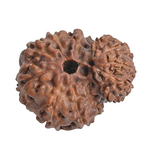 The Gallery Of Gemstones Nepali Garbh Gauri Rudraksha in Silver Cap, 30mm(Brown) गर्भा गौरी रुद्राक्ष नेपाली ओरिजिनल