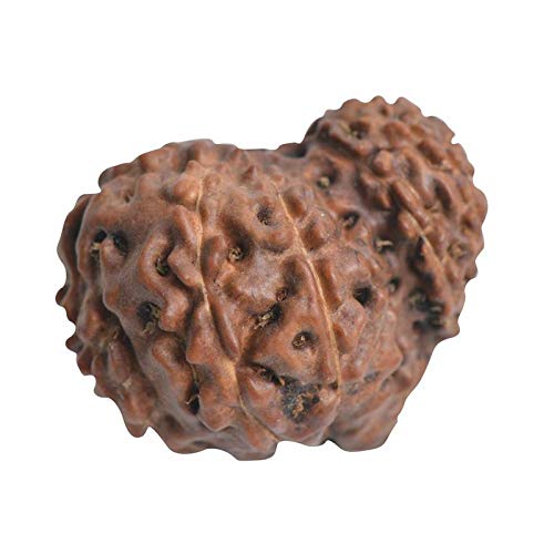 The Gallery Of Gemstones Nepali Garbh Gauri Rudraksha in Silver Cap, 30mm(Brown) गर्भा गौरी रुद्राक्ष नेपाली ओरिजिनल