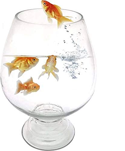 SHOBHANA ENTERPRISES Crystal Clear Glass Fish or Terrarium Wine Cup Bowl (8 inches)