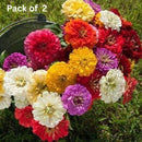 ZINNIA seeds (100 seeds approx) with Free Plant Growth Booster and Supplement Vol. 30ml (Pack of 2)