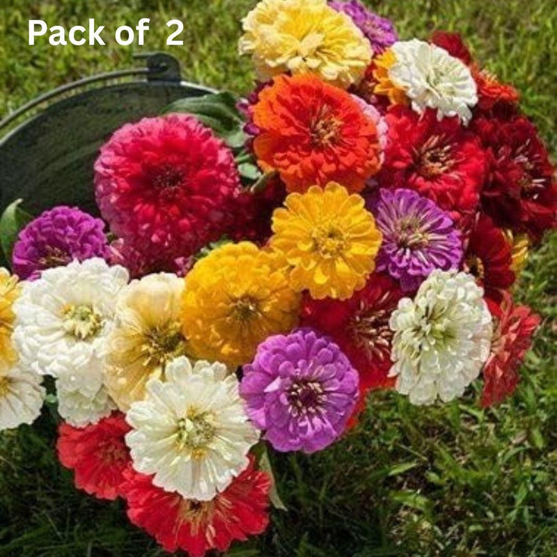 ZINNIA seeds (100 seeds approx) with Free Plant Growth Booster and Supplement Vol. 30ml (Pack of 2)