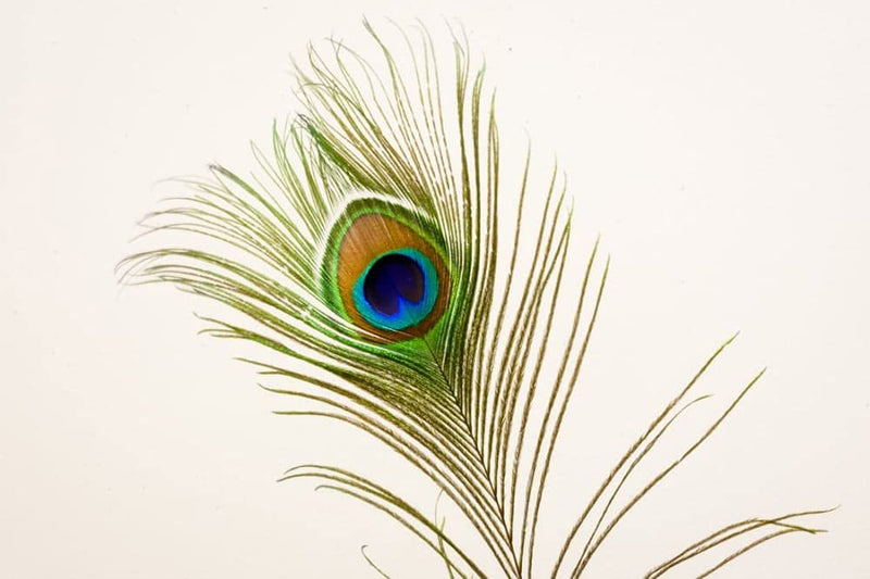 Uphaar Natural Peacock Feather 24 Inch | Mor Pankh | Real Peacock | Feather Tails for Home Decor Full Length | Good Luck Art and Craft & Worship | Pack of 10