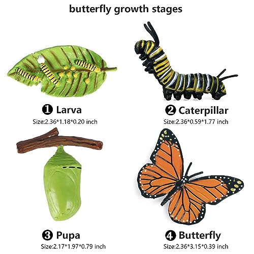 Butterfly Evolution Periods Magnets - Bring Funny Cute Magnets to Your Refrigerator with These Adorable and Educational Fridge Magnet (Butterfly)