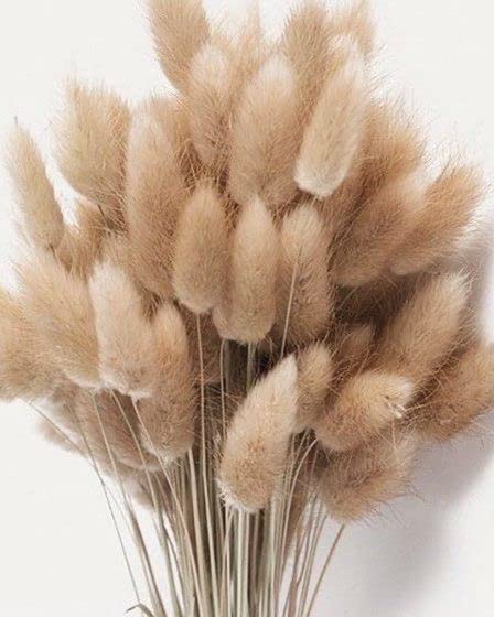 Arte Casa Imported Bunny Tails Brown - Naturally Dried Stems, Perfect for Rustic Home Decor (Set of 30) (Pack of 1)