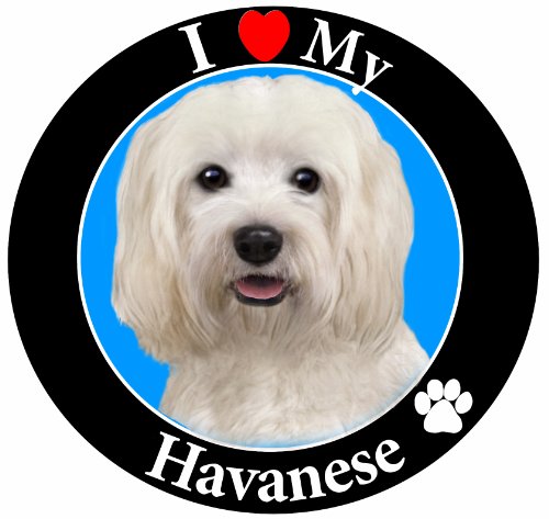 "I Love My Havanese" Car Magnet with Realistic Looking Havanese Photograph in The Center Covered in UV Gloss for Weather and Fading Protection Circle Shaped Magnet Measures 5.25 inches Diameter