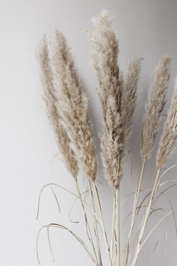 Vanchai Grey Pampas Grass, Large Light Coloured, Dry Reeds plumes, 25 stems