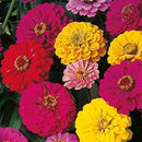 ZINNIA seeds (100 seeds approx) with Free Plant Growth Booster and Supplement Vol. 30ml (Pack of 2)