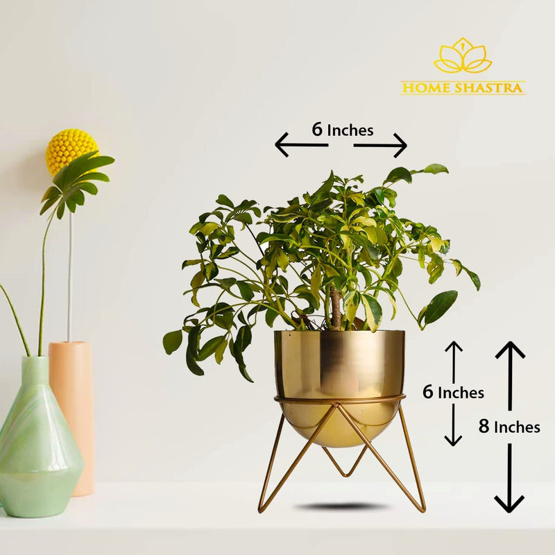 HomeShastra® Premium Gold Pot Metal Planters with Stand | Pack of 2 | 8 Inch (Height) by 6 inch (Dia) | Planter for Living Room and Bedroom Interior Design | Best Decor Gift