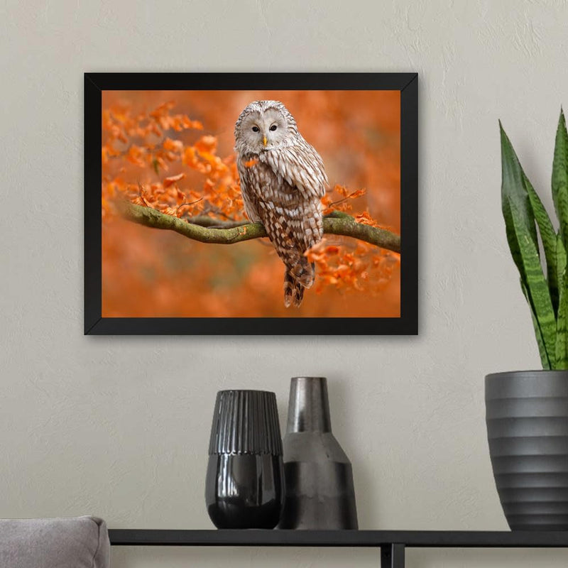 GADGETS WRAP Printed Photo Frame Matte Painting for Home Office Studio Living Room Decoration (11x9inch Black Framed) - Owl Sitting