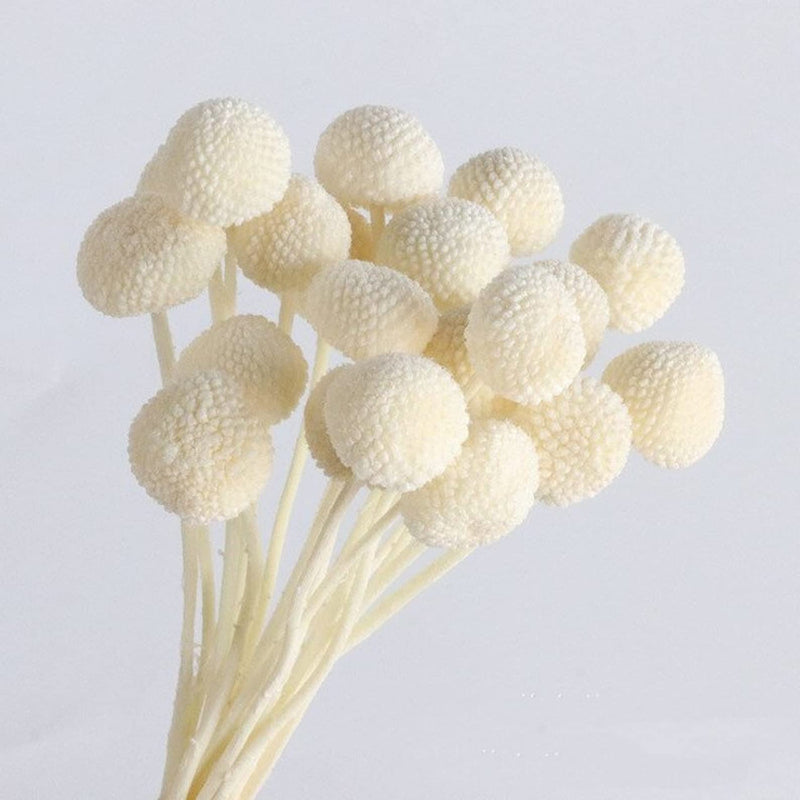 Arte Casa - 10 pcs Dried Craspedia Flowers Billy Button Balls Artificial Yellow for Decor Room Decoration Photography Props