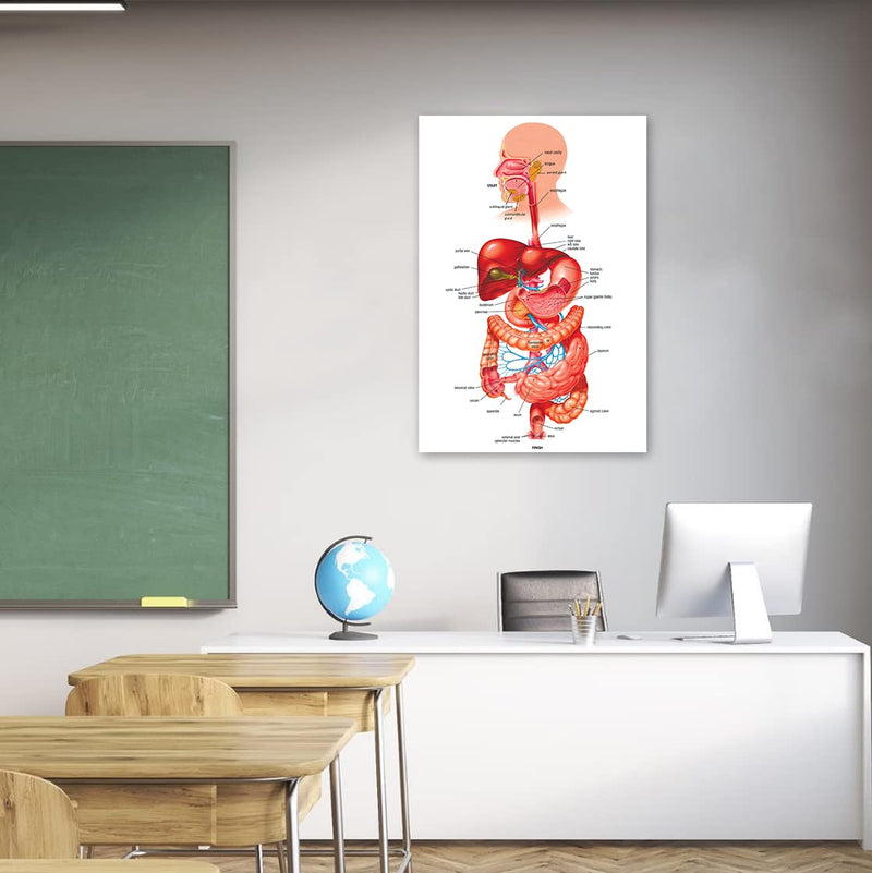 Tamatina Wall Posters | Educational Posters | Biology | Anatomy | Hospitals | Study | School | College | Laminated | Tearproof |Size - 92X61 cms.a4002