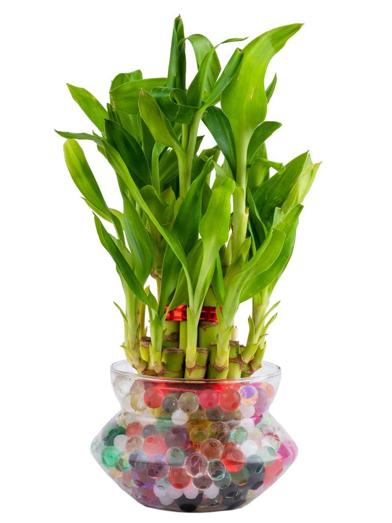 Urban Moon Lucky Bamboo Glass Pot, Mini Flower Vase for Living Room, Dining Table, Indoor Garden & Home Decoration - Pack of 1 Piece, 4 Inches