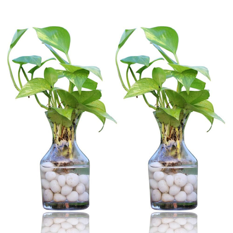 Urban Moon Potpourie Glass Vase, Flower Vase, Vessel, Money Plant Pot for Bedroom, Balcony, Home, Table and Office Decoration (Bottle Shape Pot) - Pack of 2 Piece, 7.5 Inches