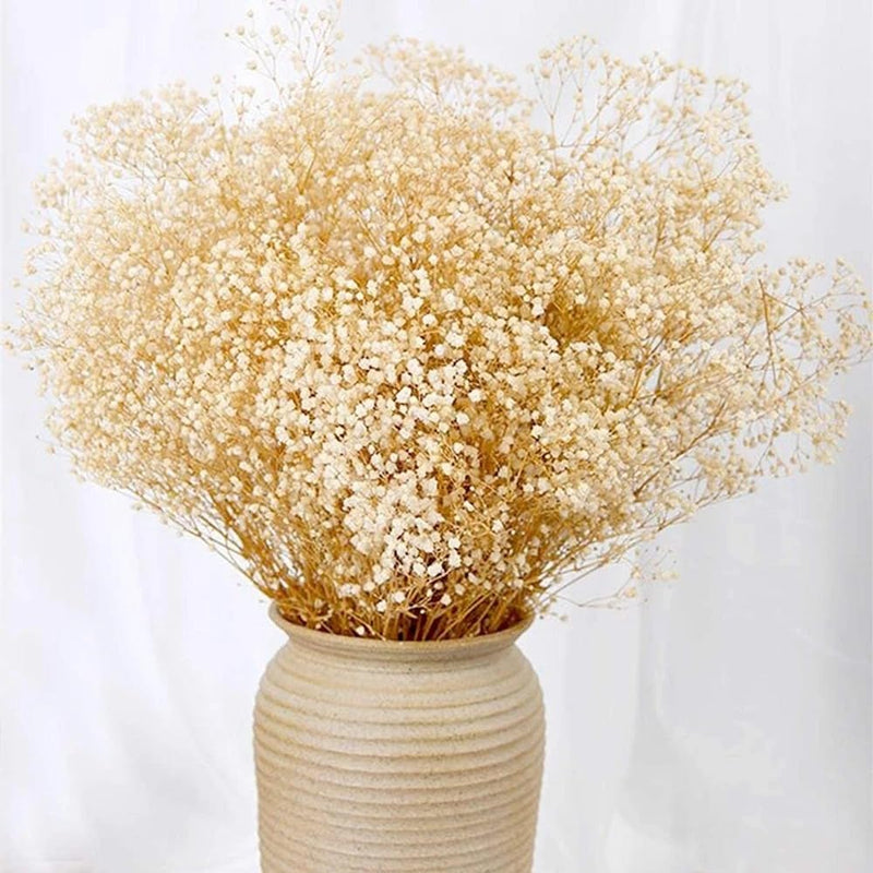 Xtore Dried Warm Gold Grass Bunch for Home Decor (Pack of 1, Warm Gold)