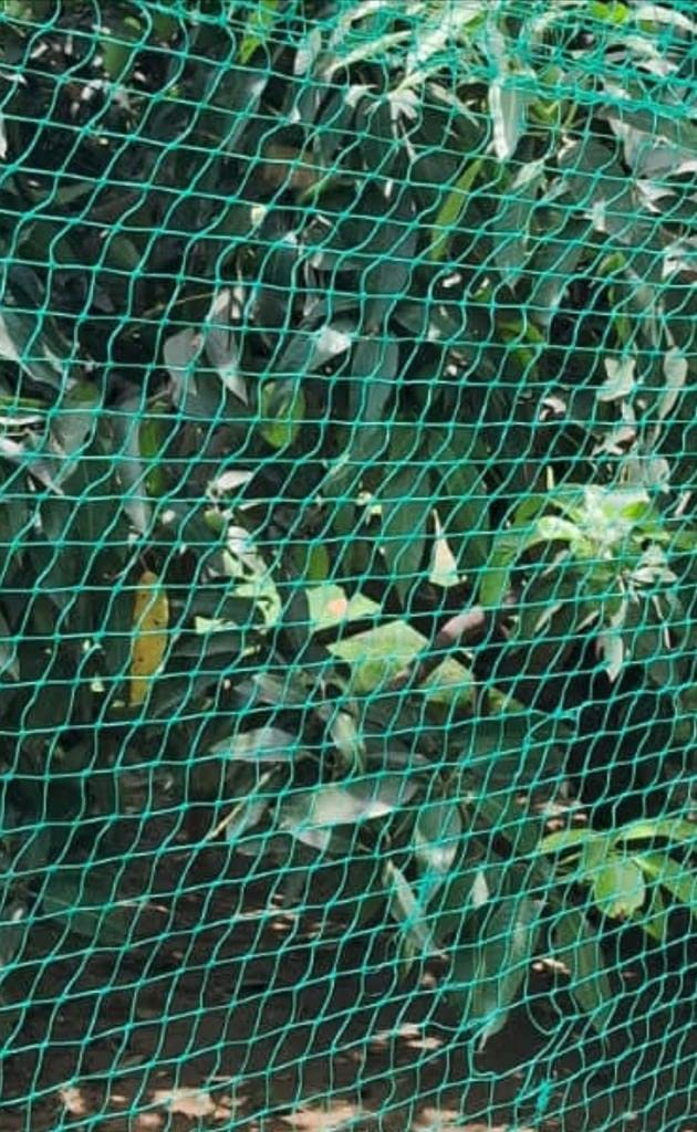 AMZ SPORTS NETS Nylon Mesh Balcony Net/Bird Net/Monkey Net/Child Protection Net (Green) (18 Ply, 10 Ft. X 15 Ft.)