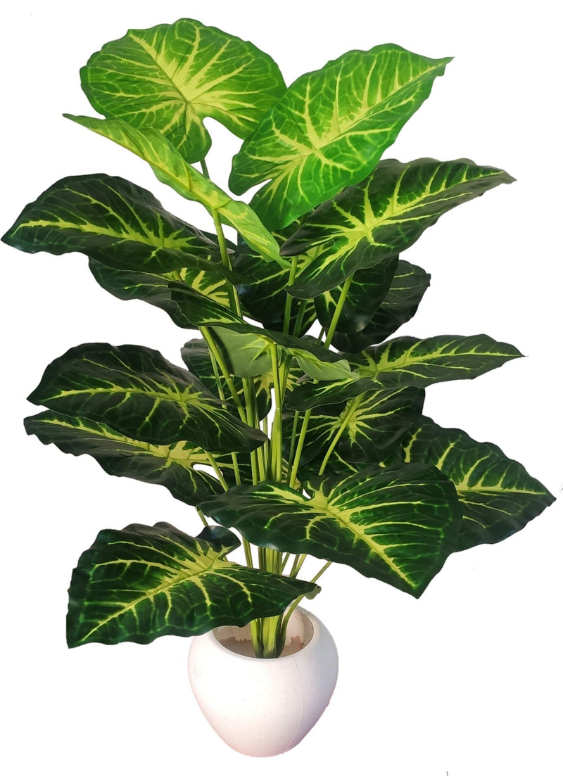 BAARIG Natural Looking Big Money Plant Tree with 18 Long Leaves without Pot (Green & Yellow)