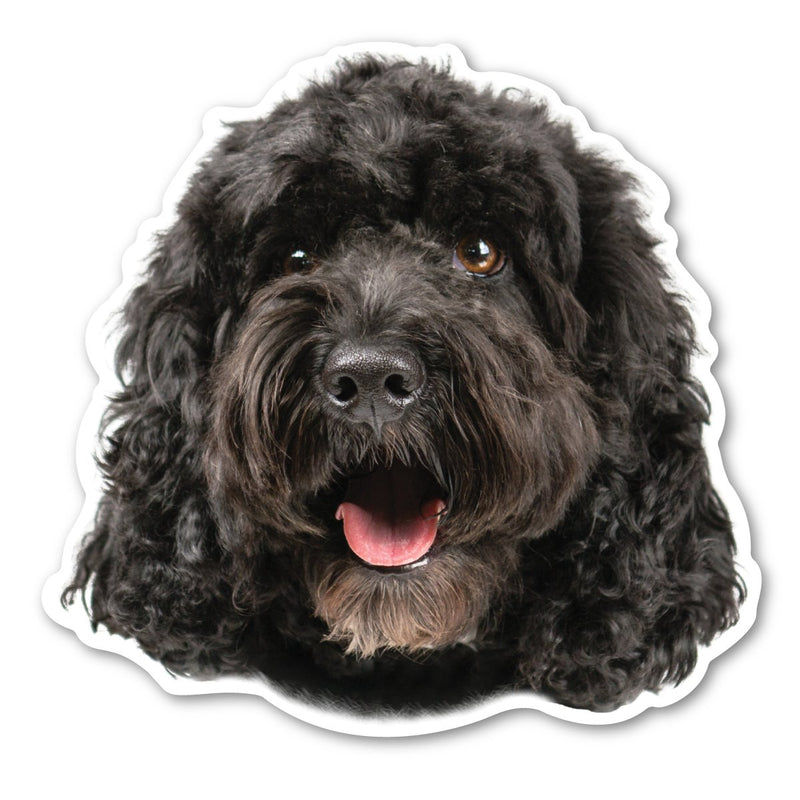 (Black) Cockapoo Magnet