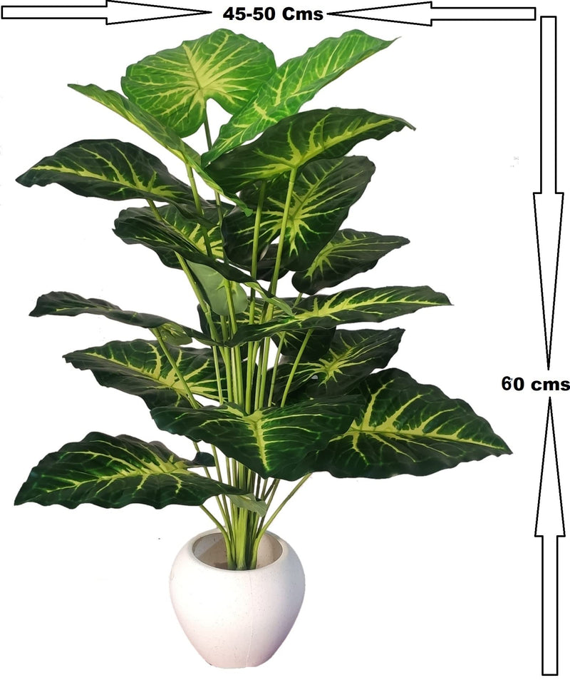 BAARIG Natural Looking Big Money Plant Tree with 18 Long Leaves without Pot (Green & Yellow)