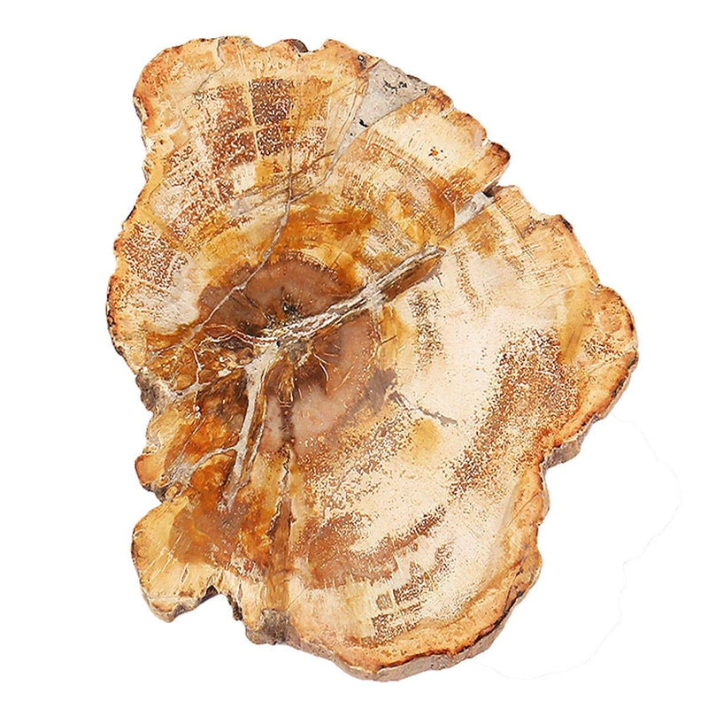 SUNYIK Irregular Natural Petrified Wood Slab Slice Stone Mineral Specimen 3"-5", Pack of 1