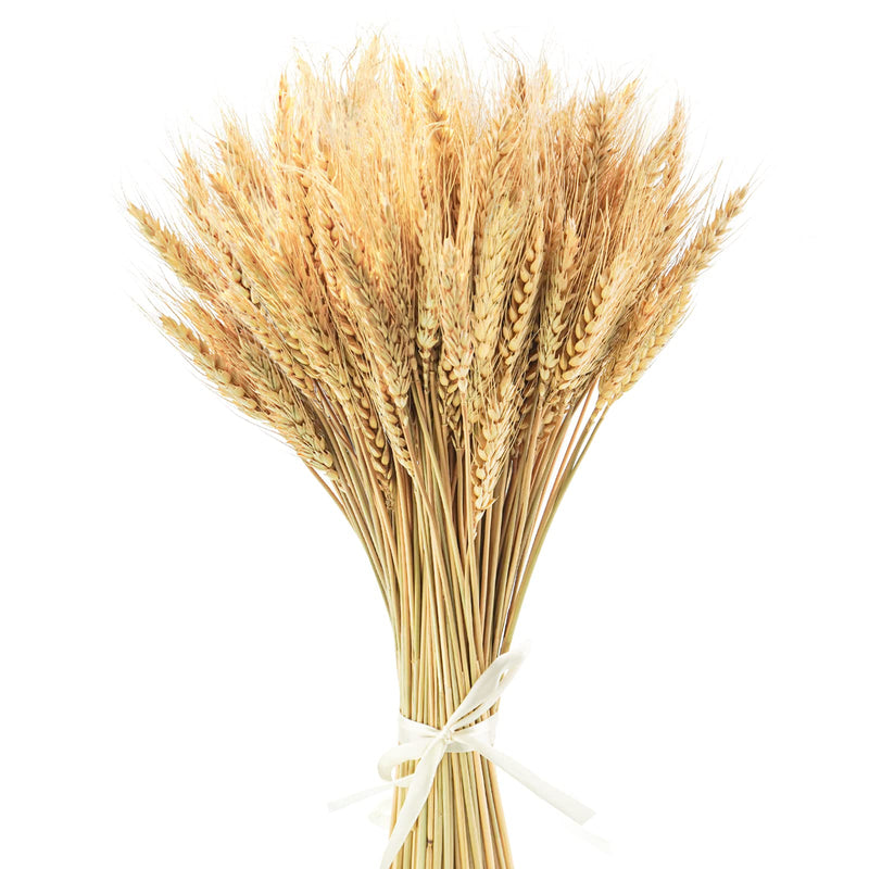 Uieke 17.7 Inches Dried Wheat Stalks, 100 Stems Dried Flowers 100% Natural Wheat for Home Kitchen Wedding Party Table Centerpiece Harvest Wreath Boho Farmhouse DIY Decoration