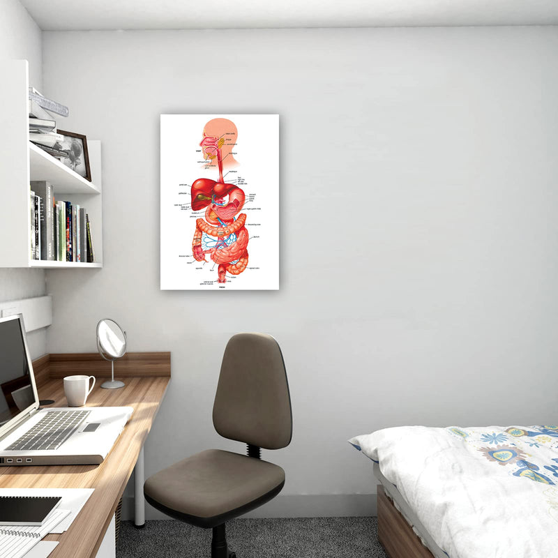 Tamatina Wall Posters | Educational Posters | Biology | Anatomy | Hospitals | Study | School | College | Laminated | Tearproof |Size - 92X61 cms.a4002