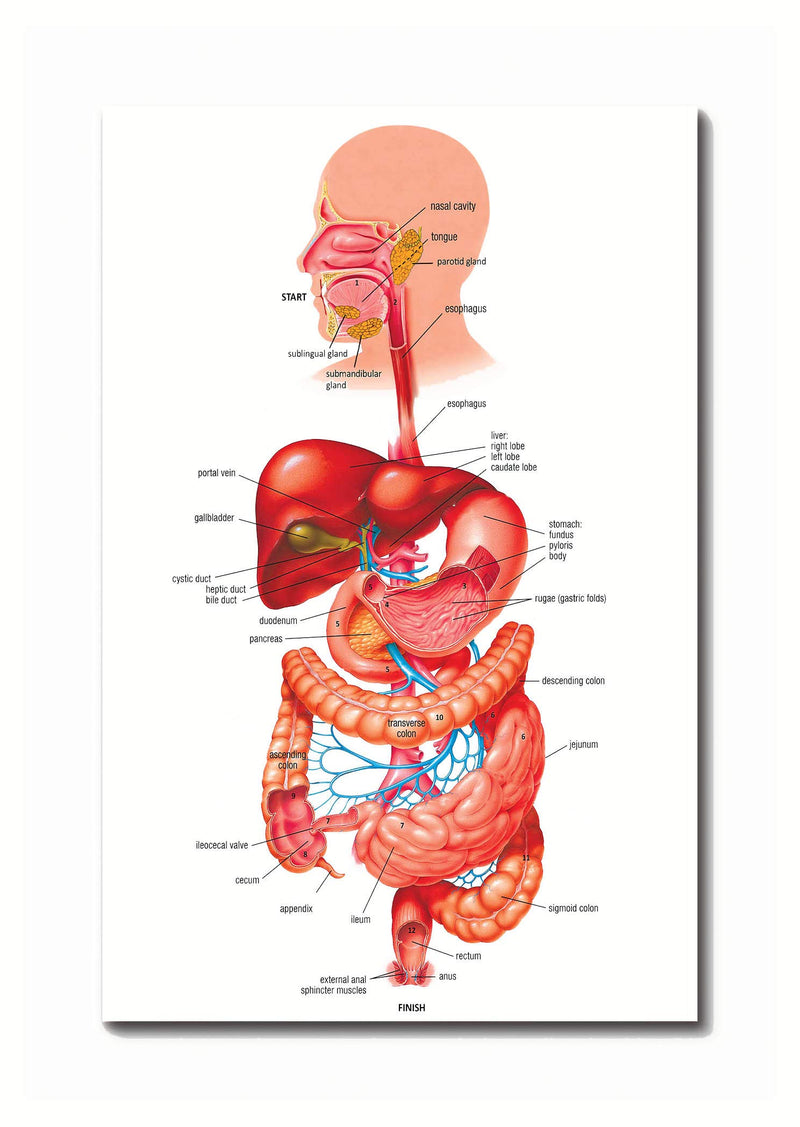 Tamatina Wall Posters | Educational Posters | Biology | Anatomy | Hospitals | Study | School | College | Laminated | Tearproof |Size - 92X61 cms.a4002