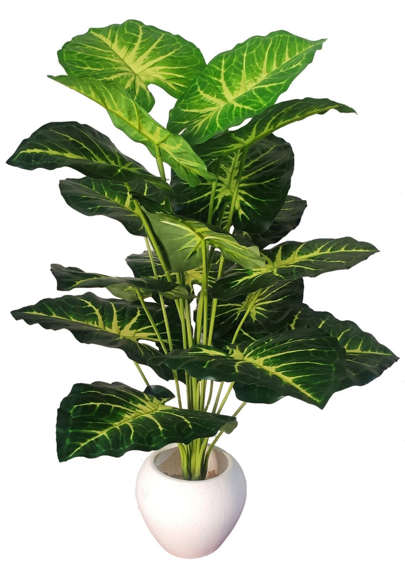 BAARIG Natural Looking Big Money Plant Tree with 18 Long Leaves without Pot (Green & Yellow)