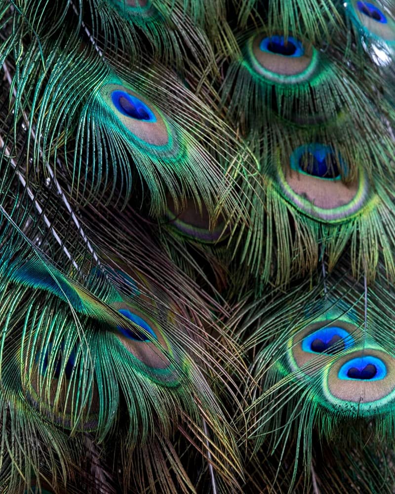 Uphaar Natural Peacock Feather 24 Inch | Mor Pankh | Real Peacock | Feather Tails for Home Decor Full Length | Good Luck Art and Craft & Worship | Pack of 10