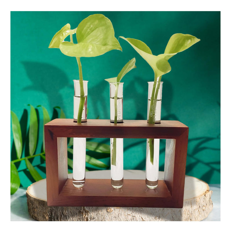 Bombay Greens Test Tube Planter for Home Decor | Wooden Plant Stand for Living Room | Money Plant Propagation | Eco Friendly Planter for Office | Planter with Test Tube and Wooden Stand