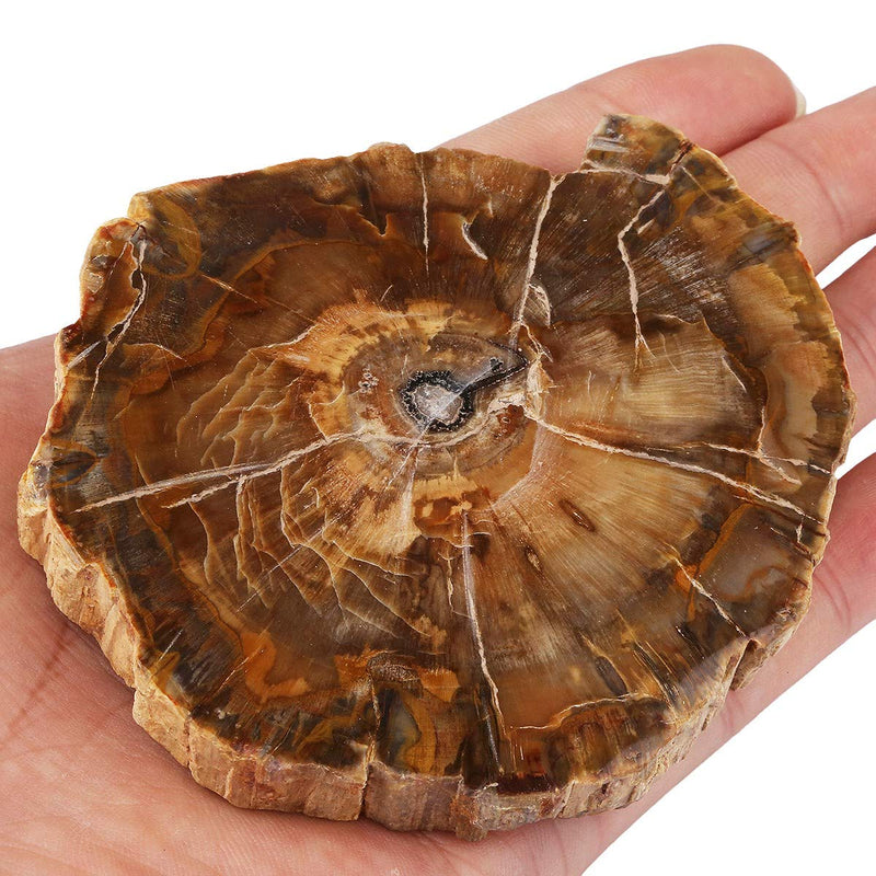 SUNYIK Irregular Natural Petrified Wood Slab Slice Stone Mineral Specimen 3"-5", Pack of 1