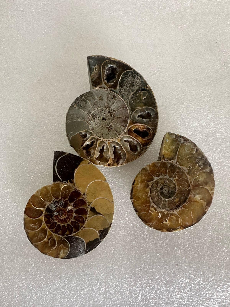 Ancient Echoes Ammonite Fossils Stone - Unveiling The Secrets of Time (3 Pcs)