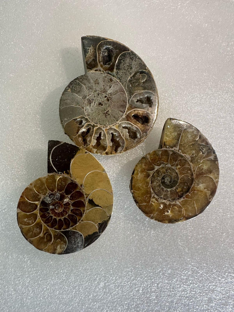 Ancient Echoes Ammonite Fossils Stone - Unveiling The Secrets of Time (3 Pcs)