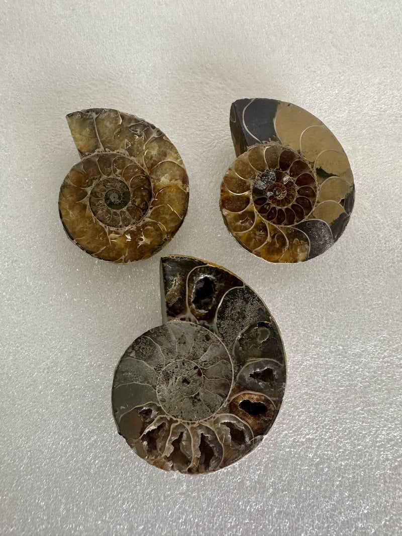 Ancient Echoes Ammonite Fossils Stone - Unveiling The Secrets of Time (3 Pcs)