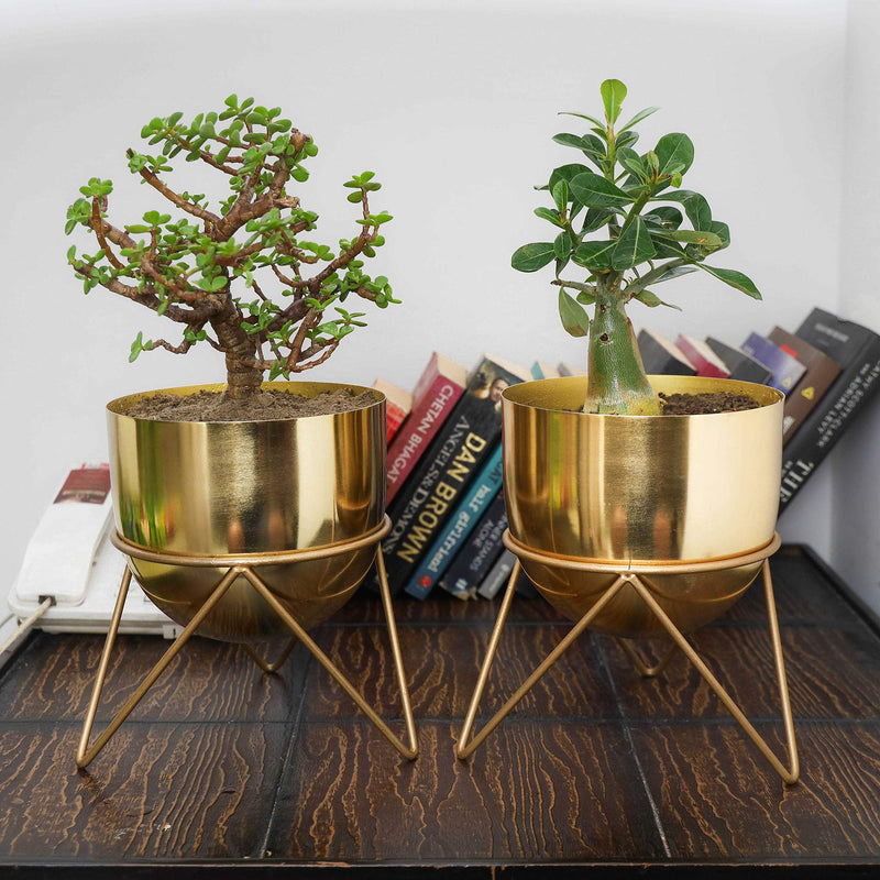 HomeShastra® Premium Gold Pot Metal Planters with Stand | Pack of 2 | 8 Inch (Height) by 6 inch (Dia) | Planter for Living Room and Bedroom Interior Design | Best Decor Gift