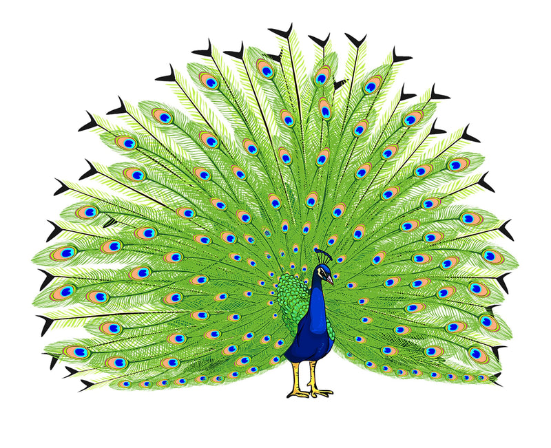 DivineDesigns™ Peacock & Feathers Wall Sticker