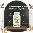 Dr.Bhargav’s I Shatavari capsules I Nourishes mind I Body | Vigor | Ulcer healer I  Strengthens all Tissues I Organs |Reproductive System| Infertility| Remedies in Menopausal Syndrome| 60 Capsules