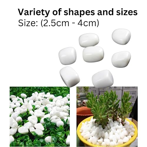 Foodie Puppies Polished White Pebbles Glossy Stones - 5Kg (2.5cm - 4cm) | for Home Decorative, Vase Fillers, Aquarium Fish Tank, Garden River Rock Unplanted Substrate