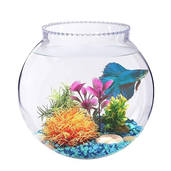 CAS 1L to 14L Clear Glass Fish Bowl (8 inches) 4 litres
